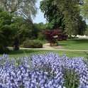 Hyacinthoides hispanica 2